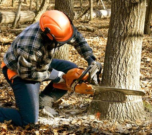 Tree Removal in Scammon, KS